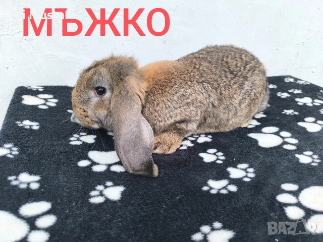 ЗАЙЦИ, снимка 5 - Други - 53465684