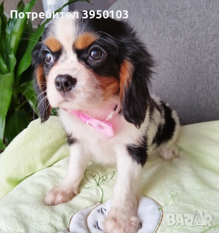 Кавалер Кинг Чарлз шпаньол момиченца, снимка 3 - Кавалер кинг чарлз шпаньол - 53535164