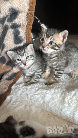 Домашни Котенца + Доставка 50 евро
