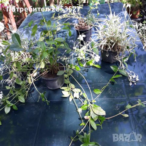 Промо Комплект градински растения, снимка 1 - Градински цветя и растения - 45697275