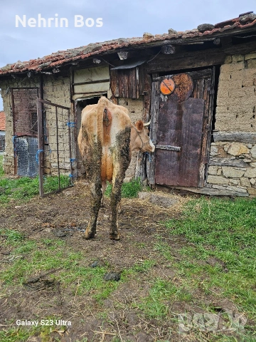 krava na 2 tele sls 18 litra mlako moje i sls trapa sls drugi jivotni, снимка 5 - Крави - 53935527