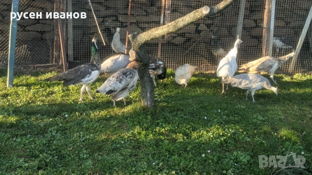 пауни млади и работещи