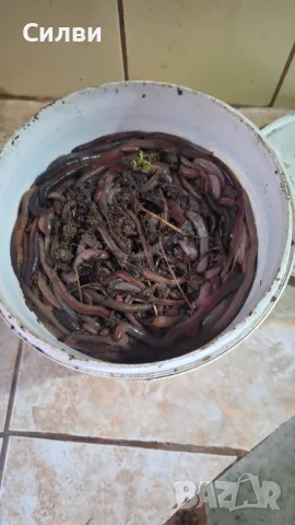 Земен дъждовен едър и гигански Червей за стръв риболов