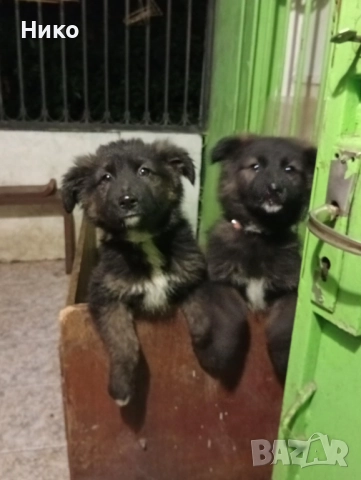 Женска немска овчарка , снимка 7 - Немска овчарка - 52702916