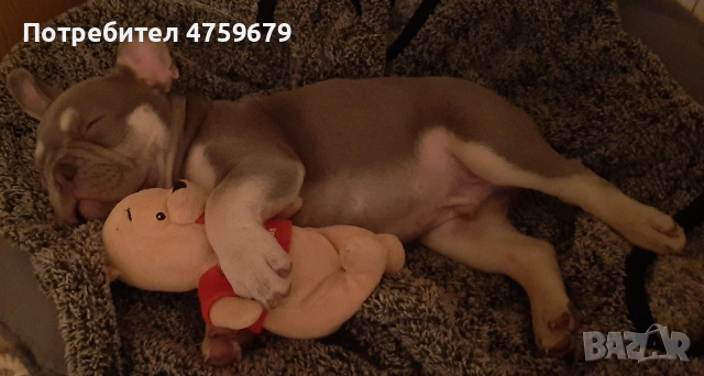 Френски булдог, снимка 7 - Френски булдог - 53830672