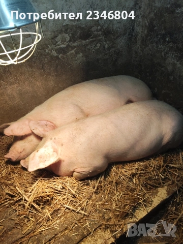 80 кг женско и 3 бр малки 30 кг