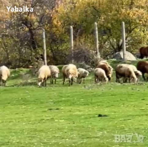 Продавам стадо овце порода цигай, снимка 8 - Овце - 52577368