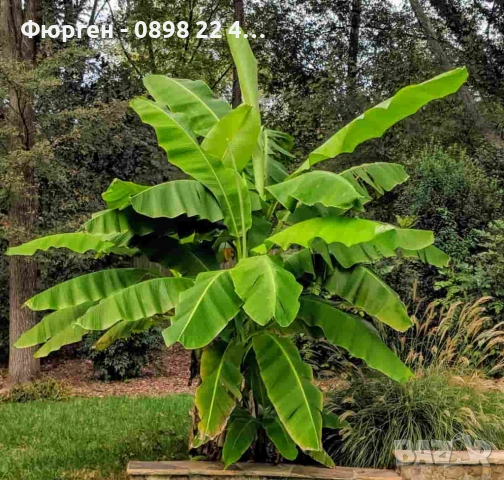 Банан - Мусо баджо / Musa Basjoo