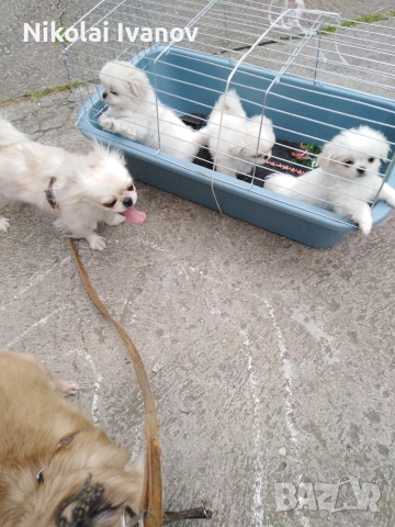 Пекинезчета бели мъжки на 2 месец, снимка 10 - Пекинез - 53939562