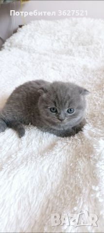 Клепоухи Британски късокосмести котенца, снимка 1 - Британска късокосместа - 45999387