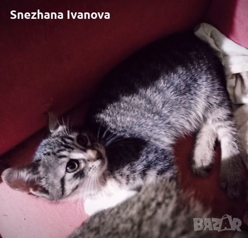 три  котенца от Варна търсят дом, снимка 12 - Други - 45627071
