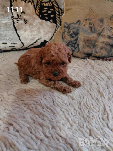 Пудел Той Тийкъп , снимка 4 - Пудели - 54243761