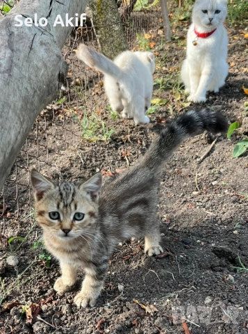 Scottish Fold котки женска котка за продажба , снимка 1
