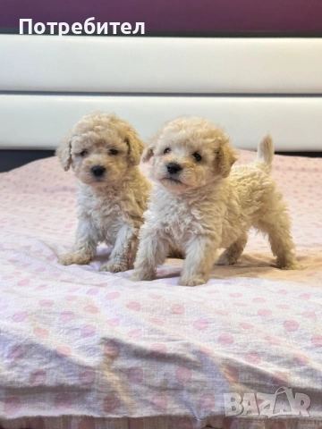 Той пудел , снимка 2 - Пудели - 53710039