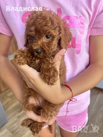 Той пудел / мини пудел, снимка 6 - Пудели - 51355418