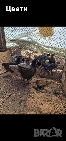 Продавам пилета , снимка 2 - Кокошки и пуйки - 53796266