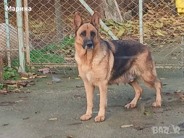 Немски овчарки мъжки и женски, снимка 6 - Немска овчарка - 54254554