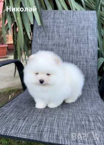 Померан мини момче. Померанче, снимка 5 - Померан - 52930868