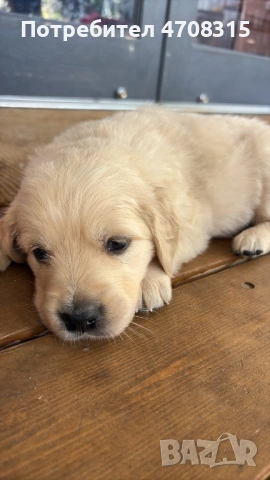 Голдън ретривър момче родословен баща ваксина, снимка 11 - Голдън ретривър - 53094906