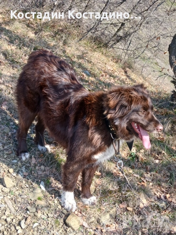 Женско каракачнско овчарско куче 