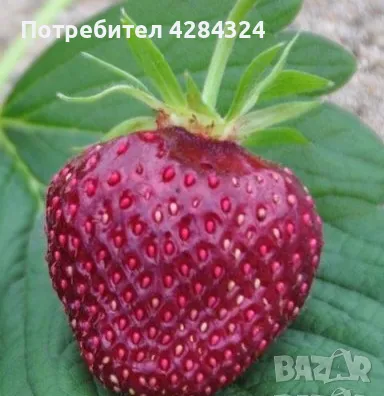 Prodavam korencheta celogodishni qgodi Nov sort Fragaria, снимка 2 - Разсади - 47804500