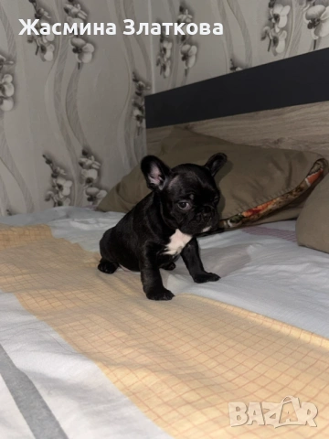 Френски булдог, снимка 3 - Френски булдог - 53754920