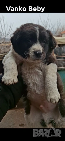 Последното каракачанско мъжко на 41 дена