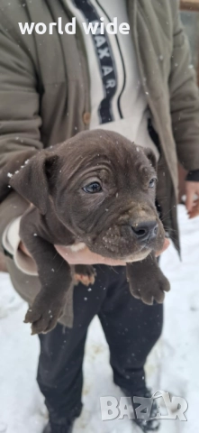 Бебета питбул, снимка 4 - Питбул - 52909896