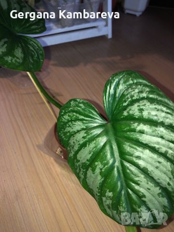 Philodendron Mamei , снимка 3 - Стайни растения - 45532590