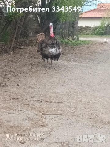 Мъжки пуяк , снимка 2 - Кокошки и пуйки - 54249106