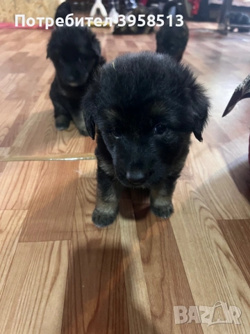 Продавам кучета, снимка 10 - За кучета - 53910381