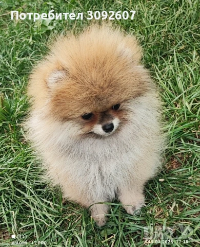 Померан момче, снимка 5 - Померан - 51135250