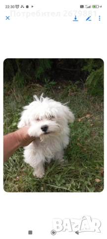 Малтийски болонки, снимка 2 - Болонка - 54042342