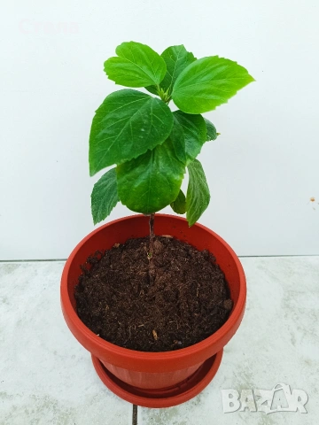 Пасифлора, китайски рози, Индрише , снимка 7 - Стайни растения - 53144264