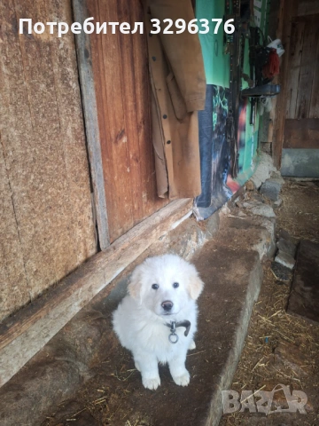 Каракачанско кученце, снимка 8 - Каракачанска овчарка - 54147013