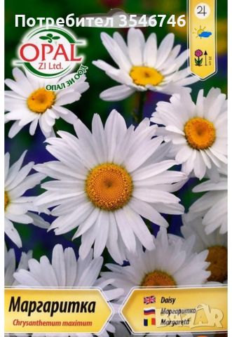Бяла хризантема /Маргаритка /Chysanthemum maximum , снимка 1 - Разсади - 45718696
