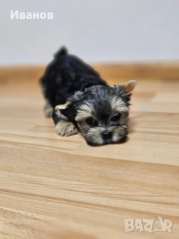 Мини момичета Йоркширски териер , снимка 7 - Йоркширски териер - 53724873