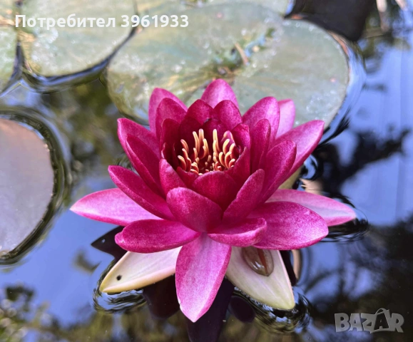Продавам сортови Водни лилии , снимка 13 - Градински цветя и растения - 53253867