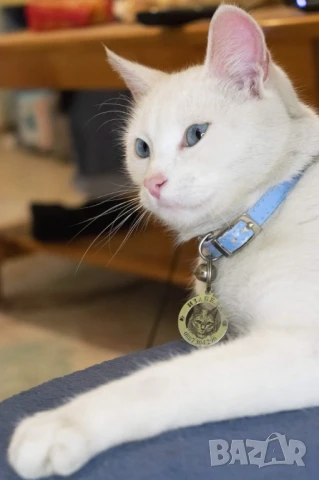 Лазерно рязане и гравиране на медальони за кучета от неръждаема стомана  , снимка 18 - Други стоки за животни - 51173445