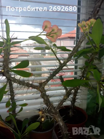 Христов венец/Исусов венец/цени в описанието , снимка 10 - Стайни растения - 48925731