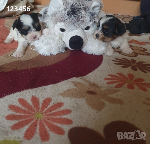 Малки йоркита бивър , снимка 4 - Йоркширски териер - 53572946