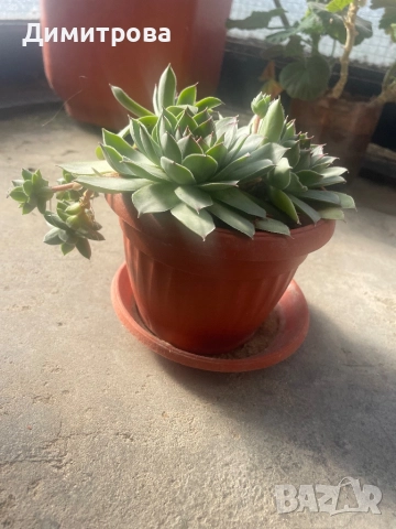 Кактус, ешеверия, снимка 2 - Стайни растения - 45525898