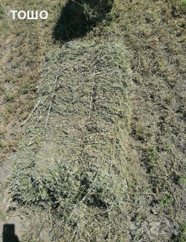 царевица, бали пшеничена и овесена слама, люцерна. трева, сено. , снимка 7 - Коне - 53581872