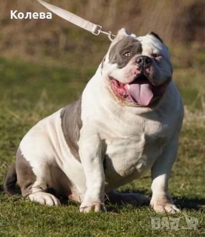 Американско були - мъжки