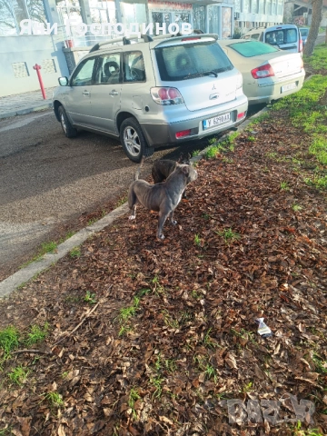 American bully standart, снимка 4 - Американски стафордширски териер - 54006085