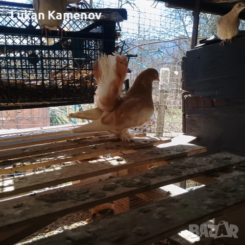 продавам чифт шабо и чифт руски, снимка 5 - други­ - 53711830