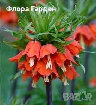 ЛУКОВИЦИ - Фритилария, Ирис, Амарилис, снимка 1