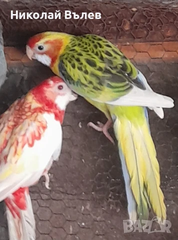 Белокрила пъстра розела, снимка 1