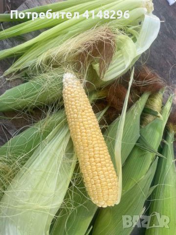 Сладка царевица от района на Асеновград, снимка 2 - Домашни продукти - 46430740
