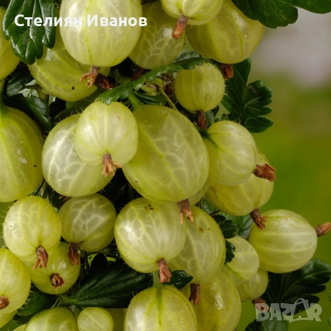 Цариградско грозде (Ribes uva-crispa) - червено, снимка 5 - Градински цветя и растения - 52354393